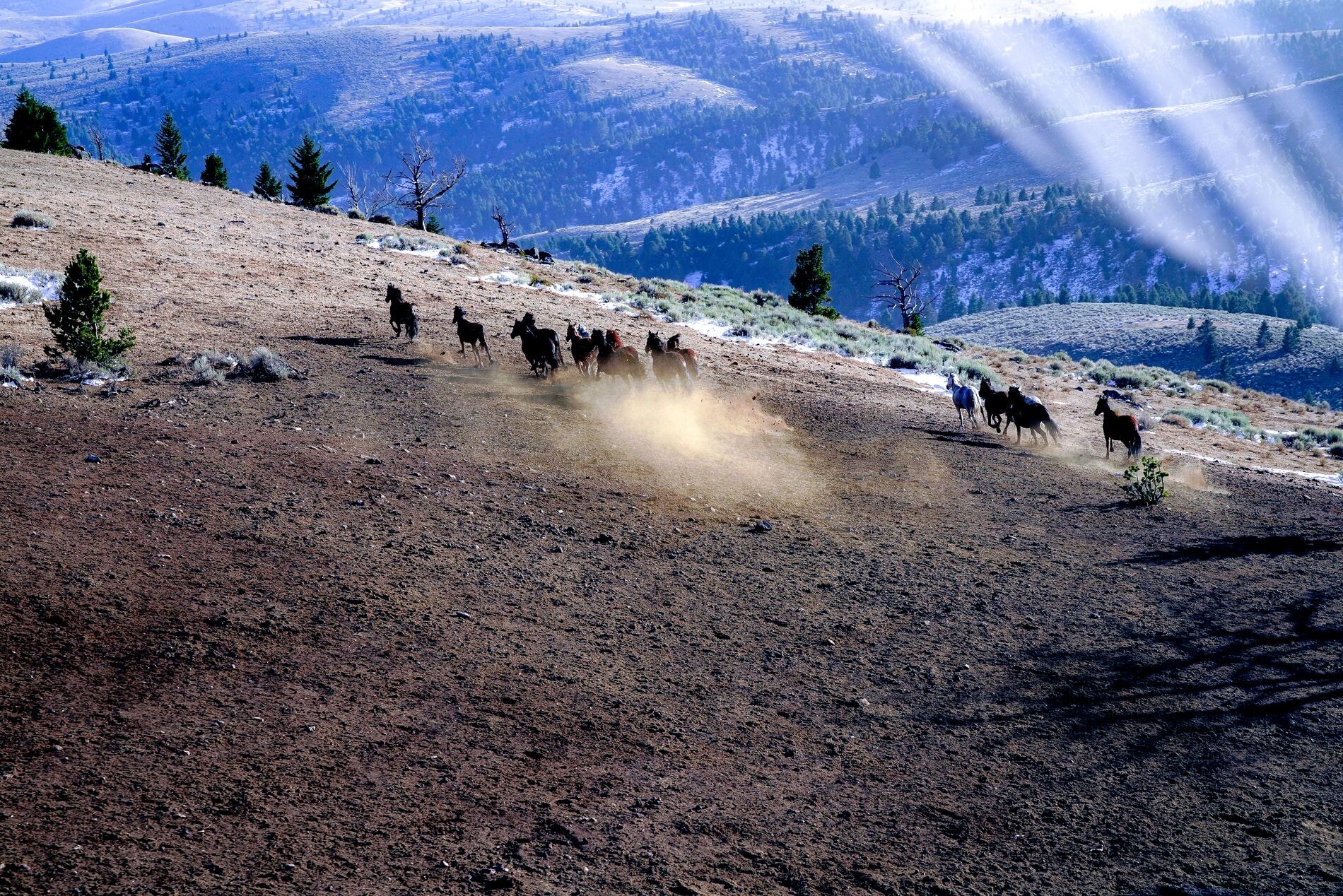 Rocky Mountain Rotors Bell 505